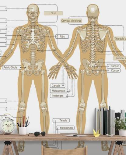 Diagram över det mänskliga skelettet väggmålning Diagram över det mänskliga skelettet väggmålning