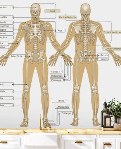 Diagram of the Human Skeleton Wall Mural