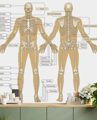 Diagramm des menschlichen Skeletts Fototapete Diagramm des menschlichen Skeletts Fototapete