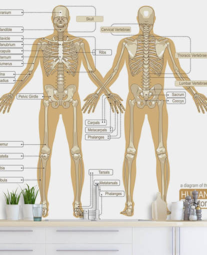 Diagram of the Human Skeleton Wall Mural