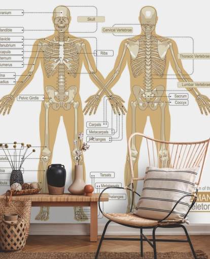 Diagramm des menschlichen Skeletts Fototapete