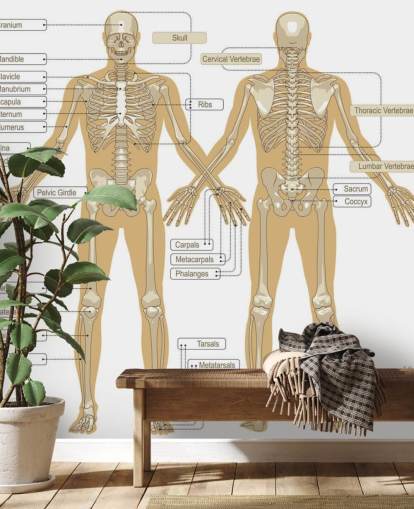 Diagramm des menschlichen Skeletts Fototapete Diagramm des menschlichen Skeletts Fototapete