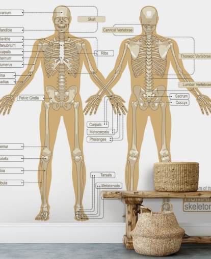Diagram över det mänskliga skelettet väggmålning