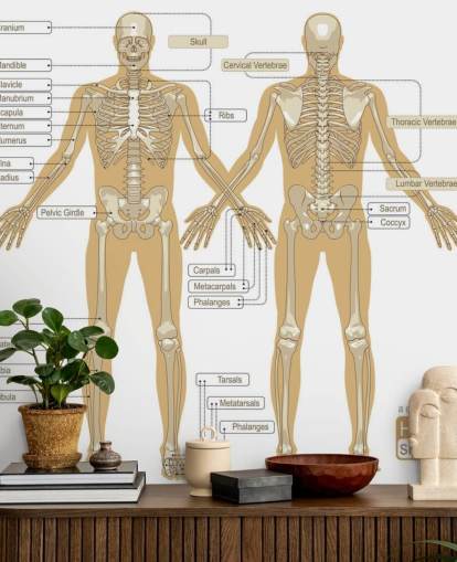 Diagram of the Human Skeleton Wall Mural