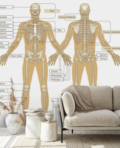 Diagram af det menneskelige skelet vægmaleri Diagram af det menneskelige skelet vægmaleri