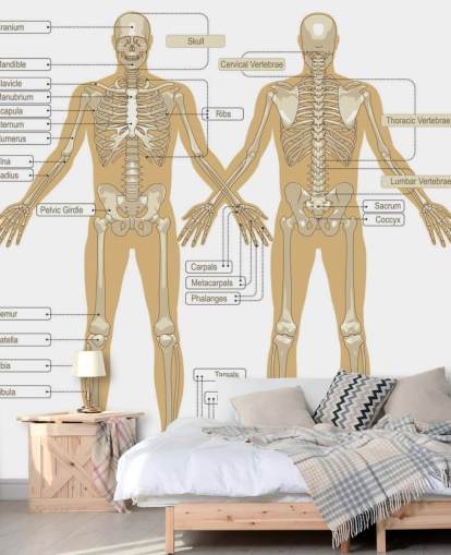 Diagram of the Human Skeleton Wall Mural Diagram of the Human Skeleton Wall Mural