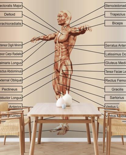 3D Menschliche männliche Anatomie mit Muskeln und Text Fototapete