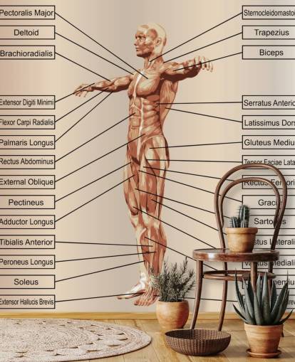 Mural de pared 3D de anatomía masculina humana con músculos y texto