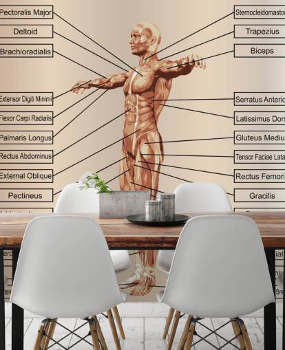 3D Human Male Anatomy with Muscles and Text Wall Mural