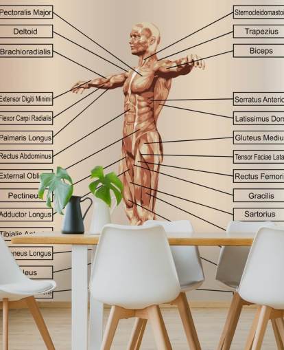 3D Human Male Anatomy with Muscles and Text Wall Mural