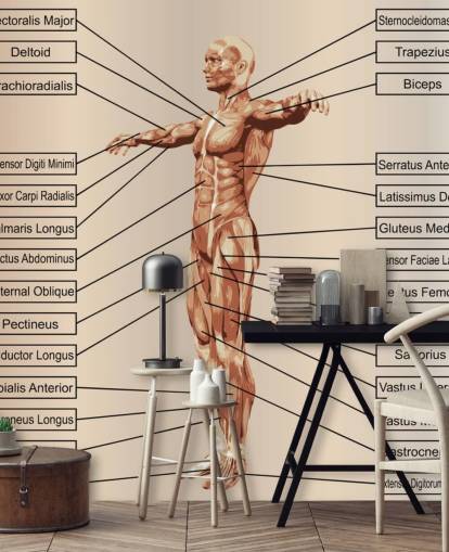 3D Menschliche männliche Anatomie mit Muskeln und Text Fototapete