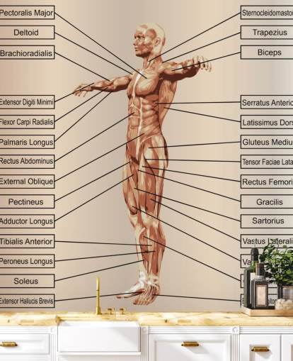 3D Human Male Anatomy with Muscles and Text Wall Mural