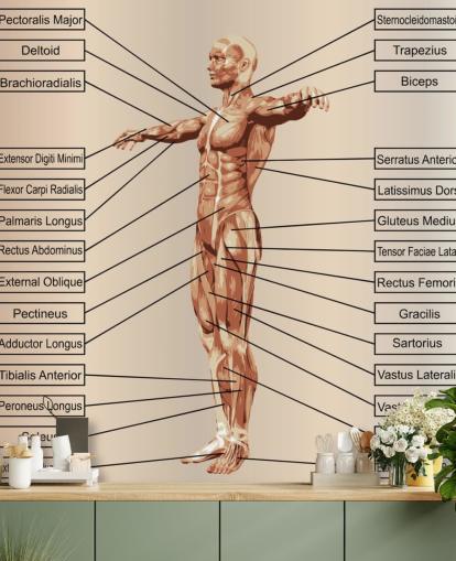 Decorazione murale 3D con anatomia maschile umana con muscoli e testo Decorazione murale 3D con anatomia maschile umana con muscoli e testo