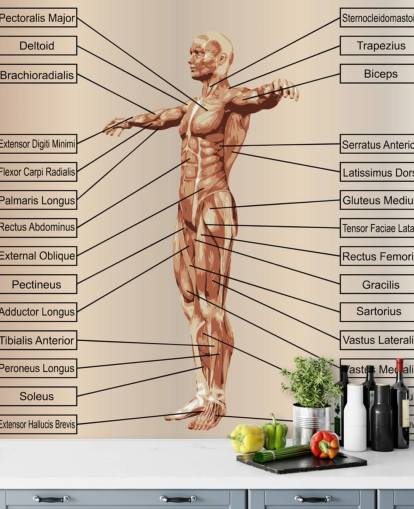 Anatomia masculina humana 3D com músculos e mural de parede de texto