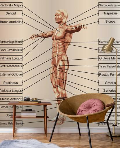 Decorazione murale 3D con anatomia maschile umana con muscoli e testo