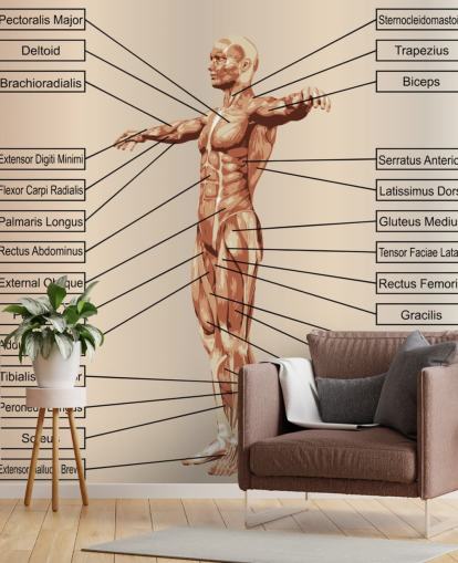 Anatomia masculina humana 3D com músculos e mural de parede de texto