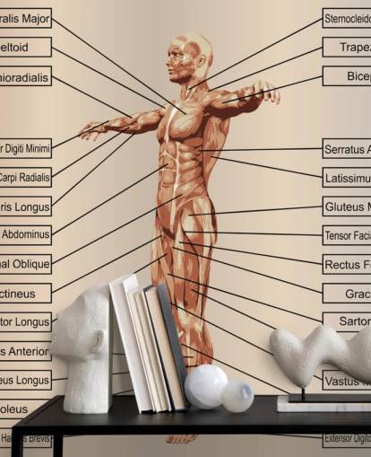 3D menneskelige mandlige anatomi med muskler og tekst vægmaleri 3D menneskelige mandlige anatomi med muskler og tekst vægmaleri