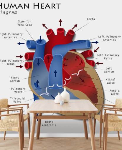 Muurschildering van het menselijk hart diagram