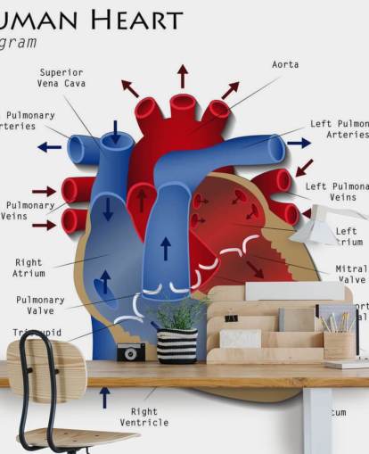 Human Heart Diagram Wall Mural