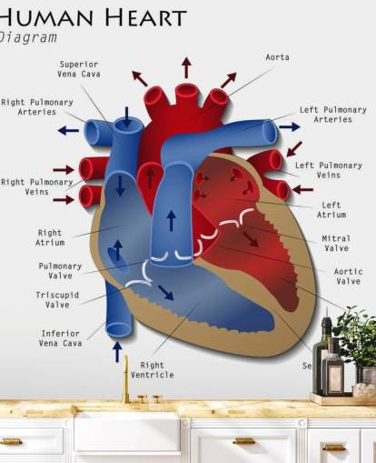 Human Heart Diagram vægmaleri Human Heart Diagram vægmaleri