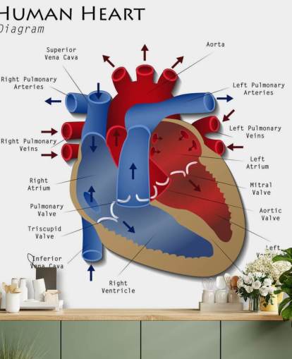 Mänskligt hjärta Diagram Väggmålning Mänskligt hjärta Diagram Väggmålning