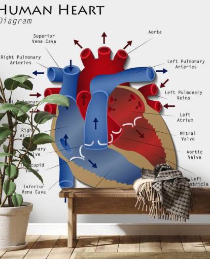 Human Heart Diagram Wall Mural