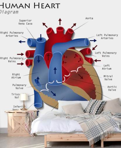 Human Heart Diagram Wall Mural