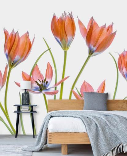 red tulips growing wallpaper