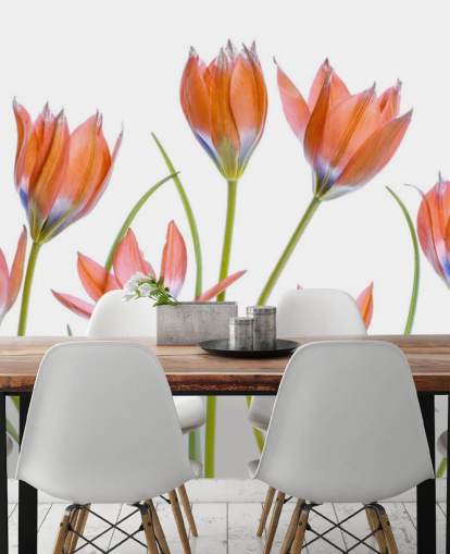 tulipas vermelhas crescendo papel de parede