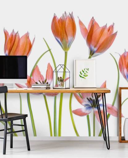 papier peint croissant de tulipes rouges papier peint croissant de tulipes rouges