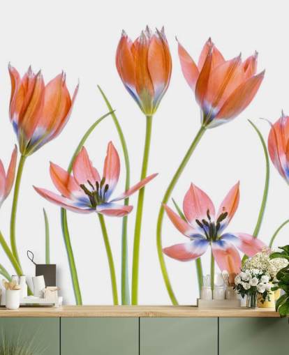 red tulips growing wallpaper