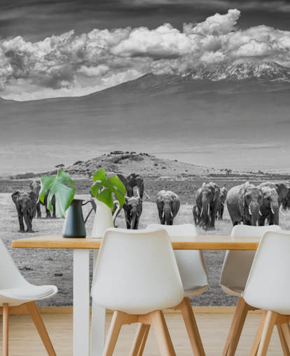 fond d'écran photo noir et blanc d'éléphants