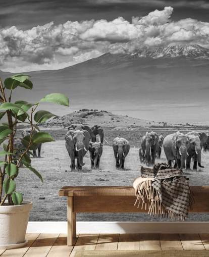 black and white photo of elephants wallpaper