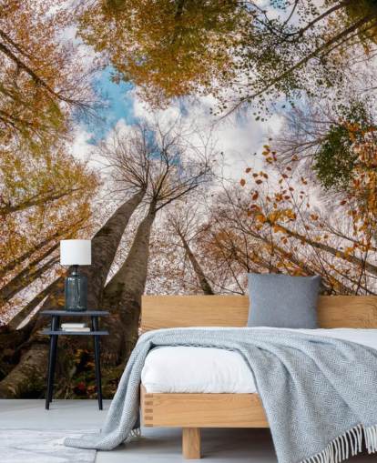 autumnal forest view from the ground wallpaper