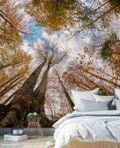 vista del bosque otoñal desde el fondo de pantalla vista del bosque otoñal desde el fondo de pantalla