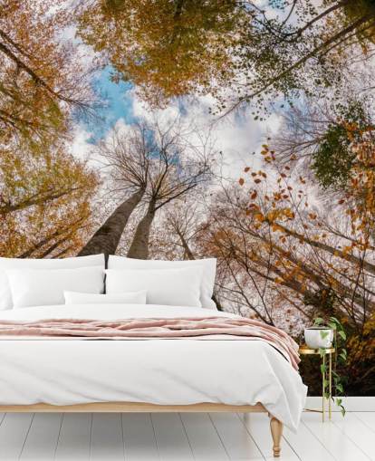 autumnal forest view from the ground wallpaper