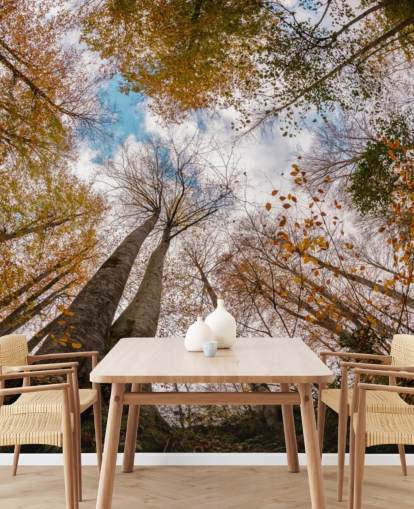 vista autunnale della foresta dalla carta da parati da terra