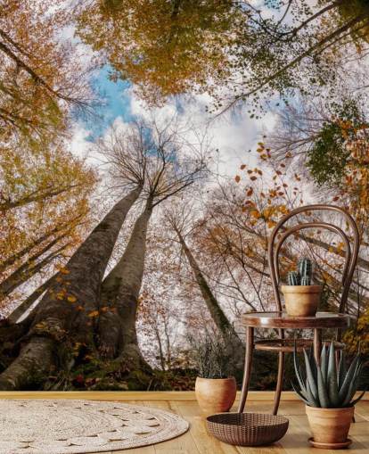 autumnal forest view from the ground wallpaper