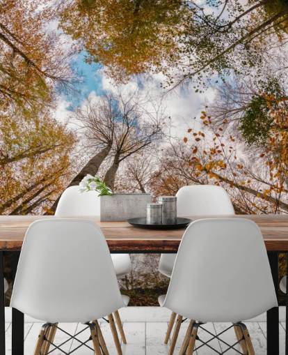 autumnal forest view from the ground wallpaper