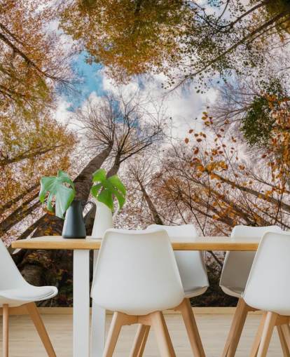 autumnal forest view from the ground wallpaper