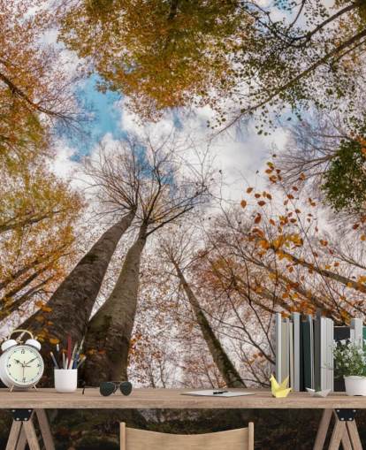 autumnal forest view from the ground wallpaper