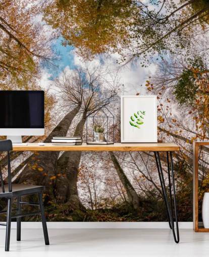 autumnal forest view from the ground wallpaper