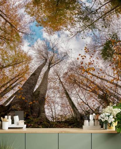 autumnal forest view from the ground wallpaper