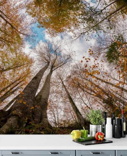 autumnal forest view from the ground wallpaper