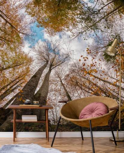 autumnal forest view from the ground wallpaper