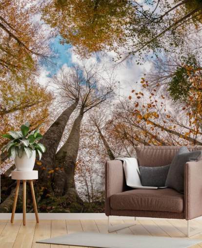 herbstlicher Blick auf den Wald vom Boden