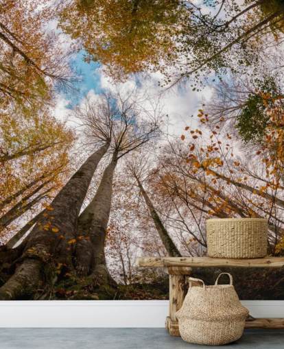 autumnal forest view from the ground wallpaper autumnal forest view from the ground wallpaper