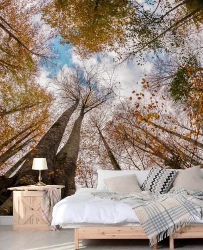 autumnal forest view from the ground wallpaper