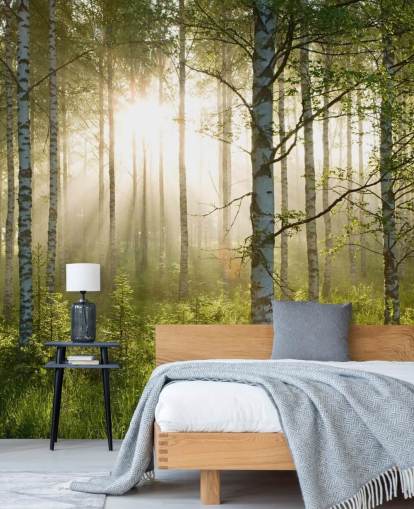 grønt tilpassbart skogtapet veggmaleri kalt Birch Forest Sunlight for soverom og kontorer