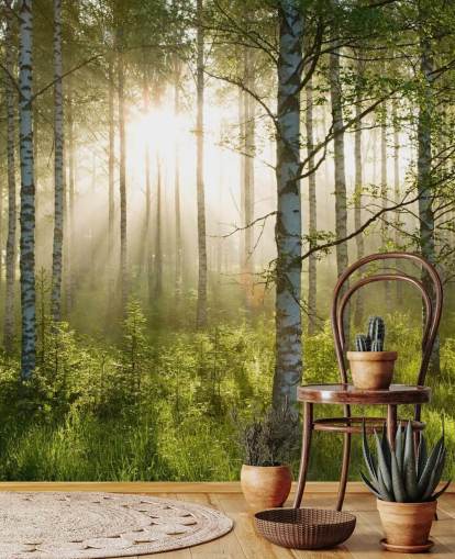 green customizable forest wallpaper mural called Birch Forest Sunlight for bedrooms and offices